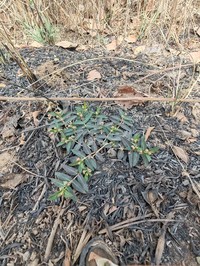 Euphorbia kerstingii