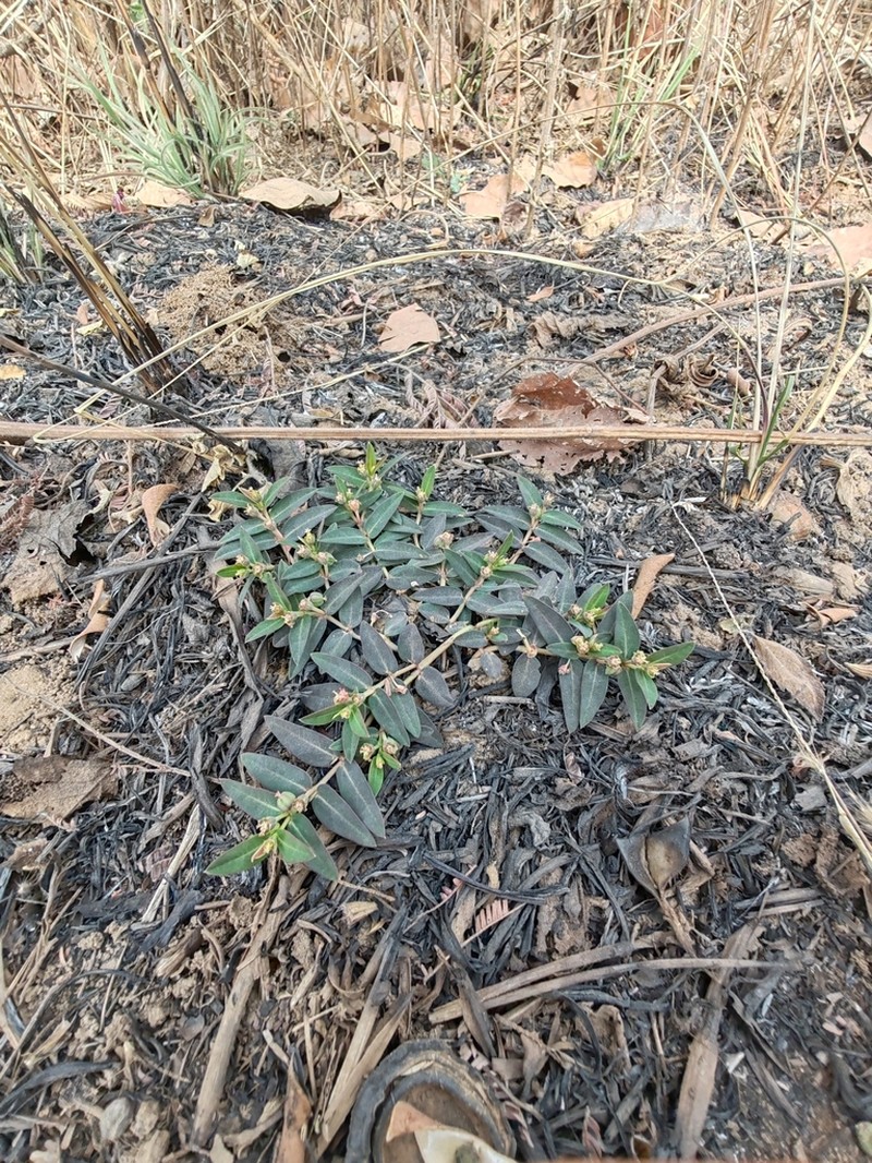 Euphorbia kerstingii