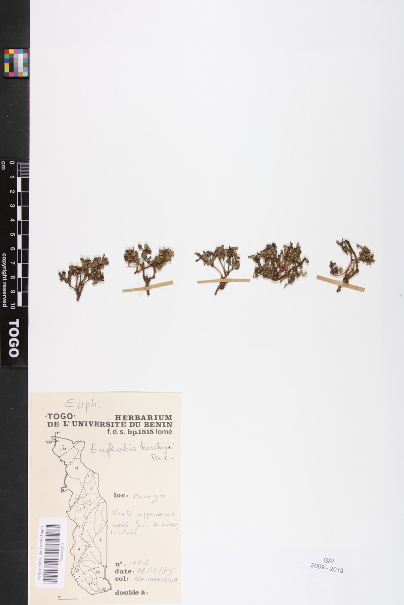 Euphorbia kerstingii photo 4