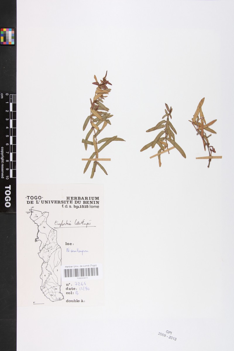 Euphorbia kerstingii photo 7