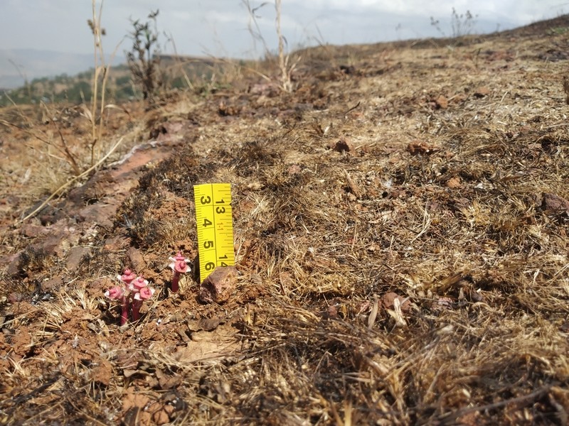 Euphorbia khandallensis