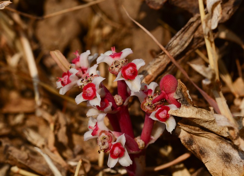 Euphorbia khandallensis photo 2