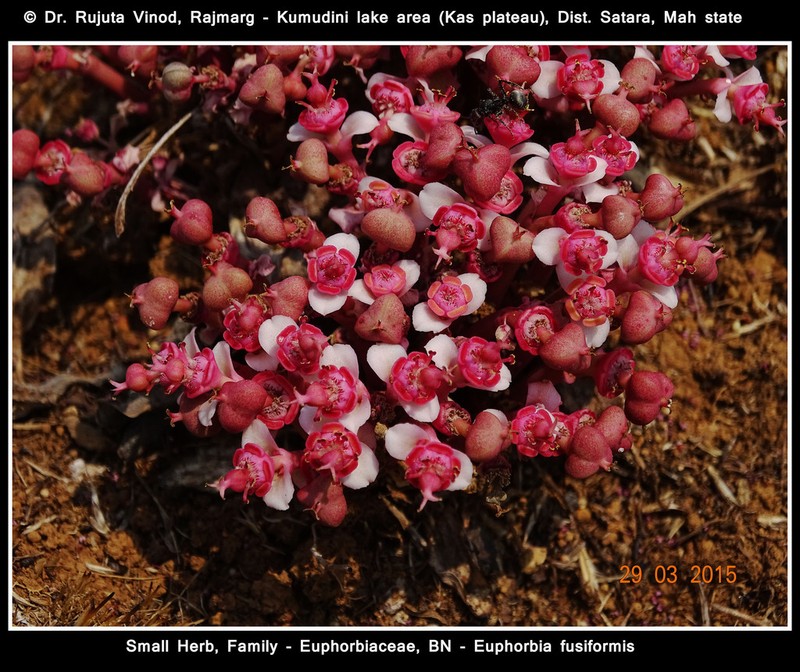 Euphorbia khandallensis photo 3