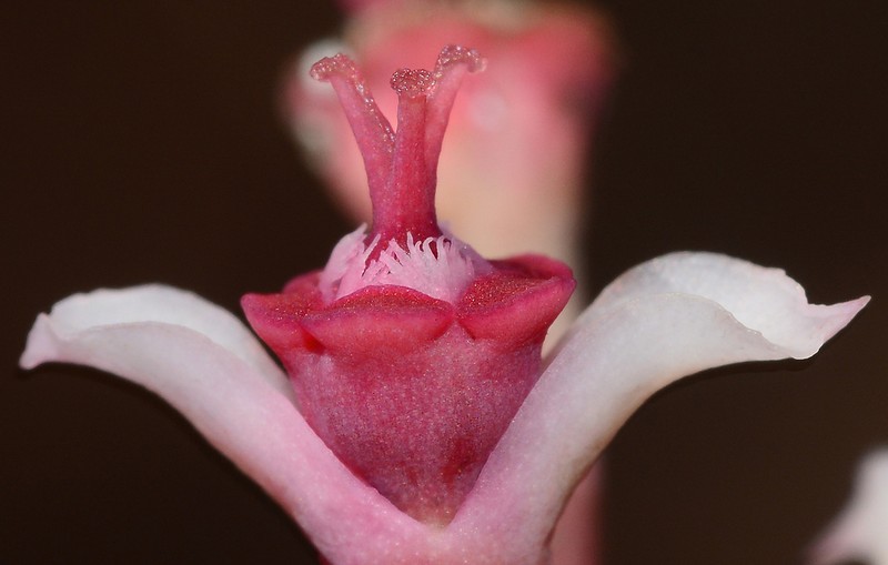Euphorbia khandallensis photo 5