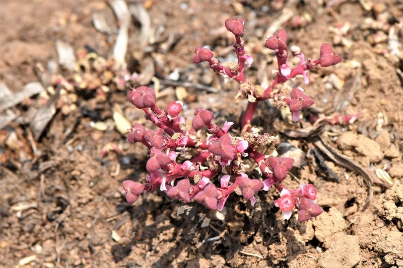 Euphorbia khandallensis photo 6