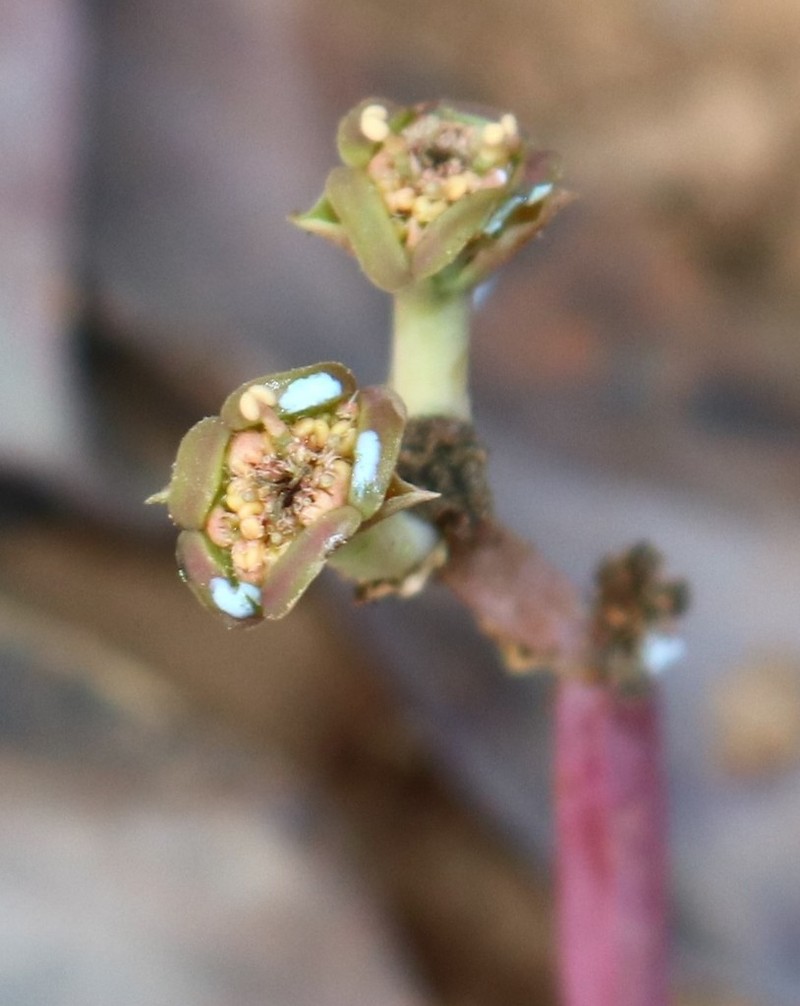 Euphorbia khandallensis photo 7