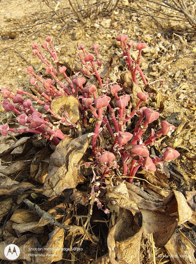 Euphorbia khandallensis photo 8