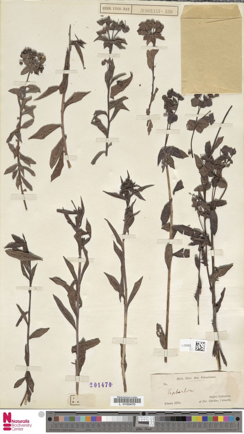 Euphorbia khasyana