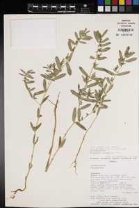 Euphorbia kilwana
