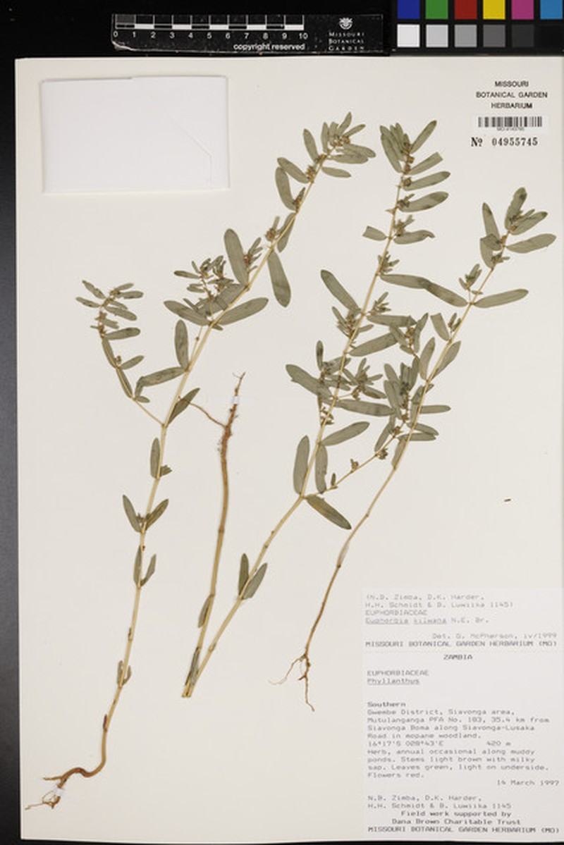 Euphorbia kilwana
