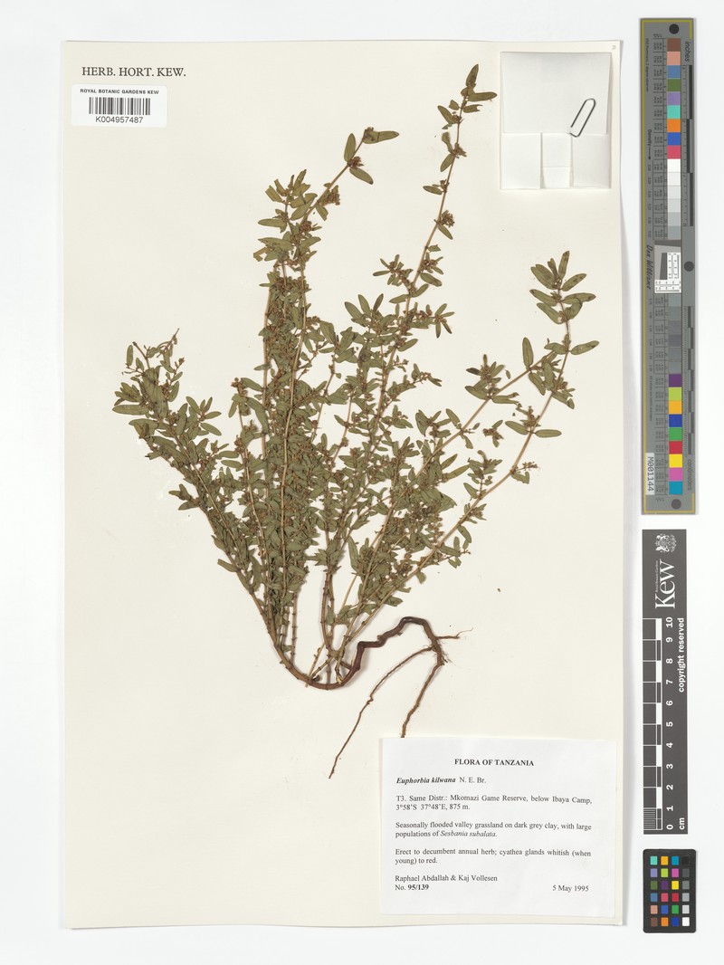 Euphorbia kilwana photo 3