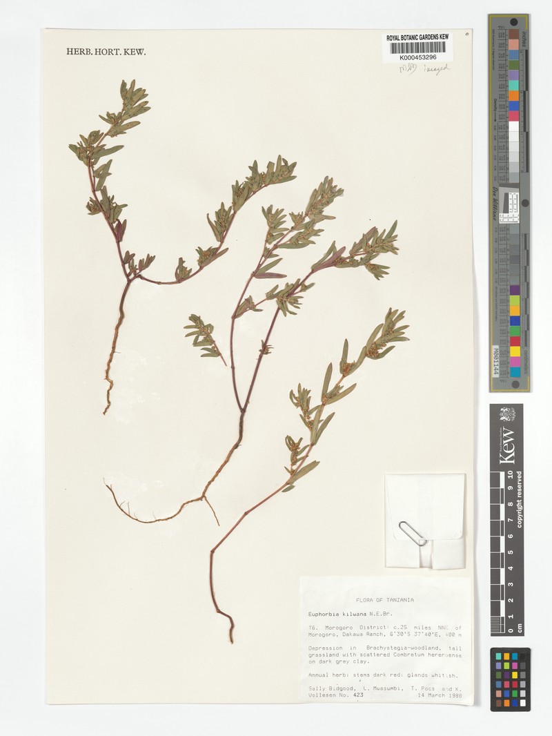 Euphorbia kilwana photo 4