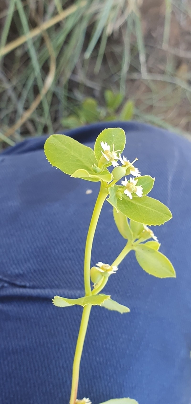 Euphorbia kimberleyensis