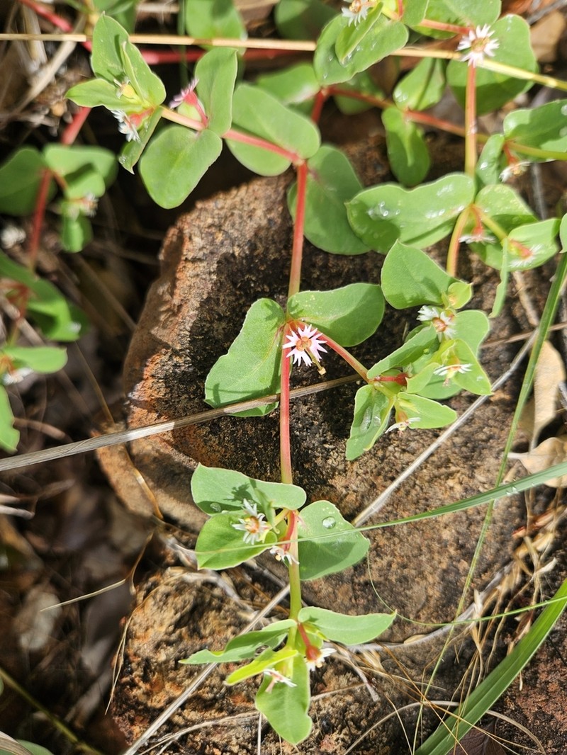 Euphorbia kimberleyensis photo 2