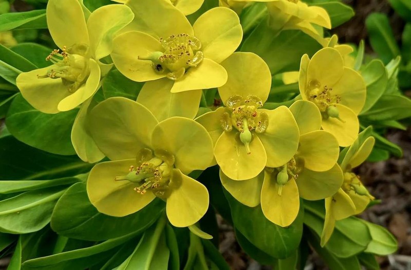 Euphorbia kingdon-wardii photo 3
