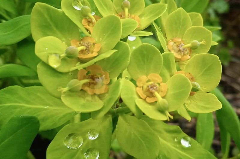 Euphorbia kingdon-wardii photo 4