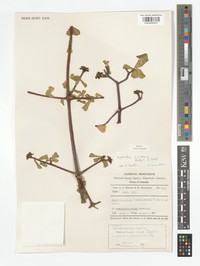 Euphorbia kiritensis