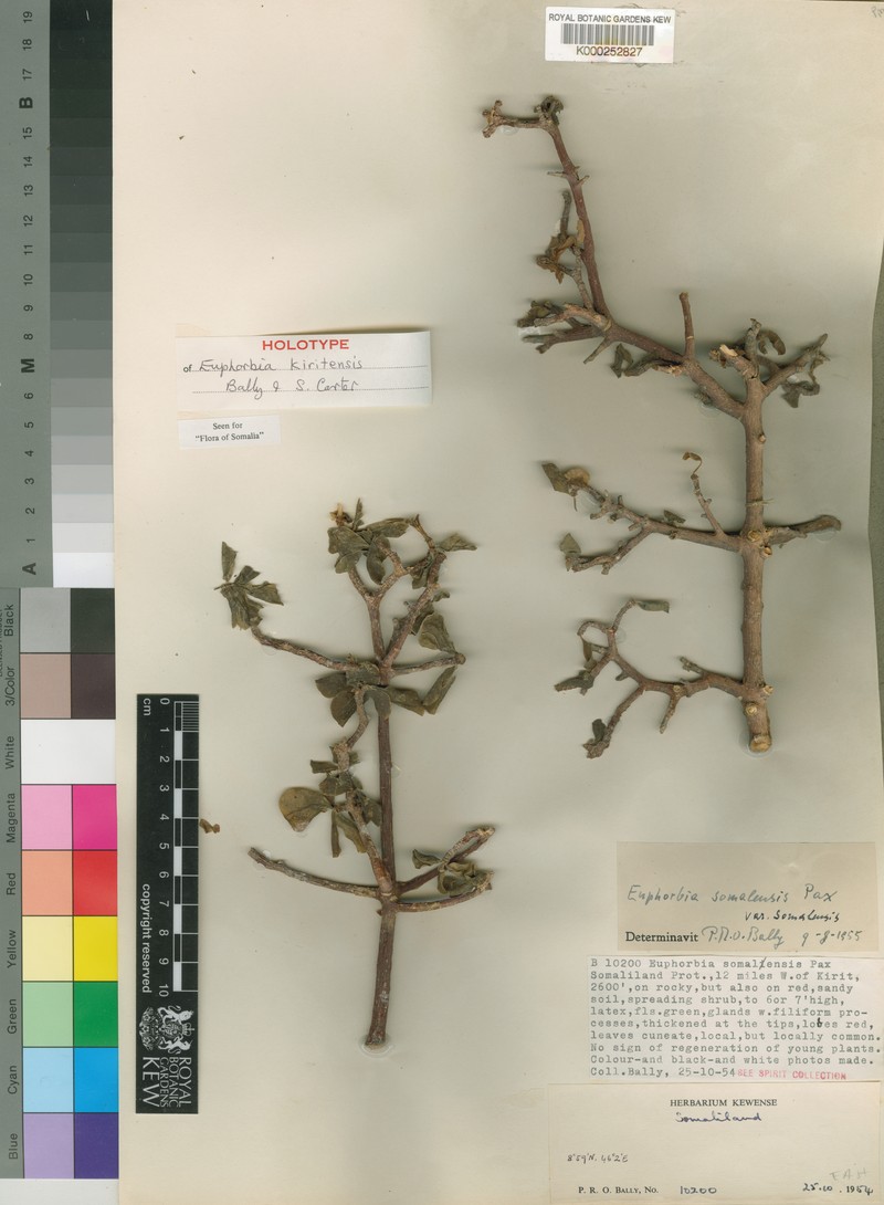 Euphorbia kiritensis photo 3