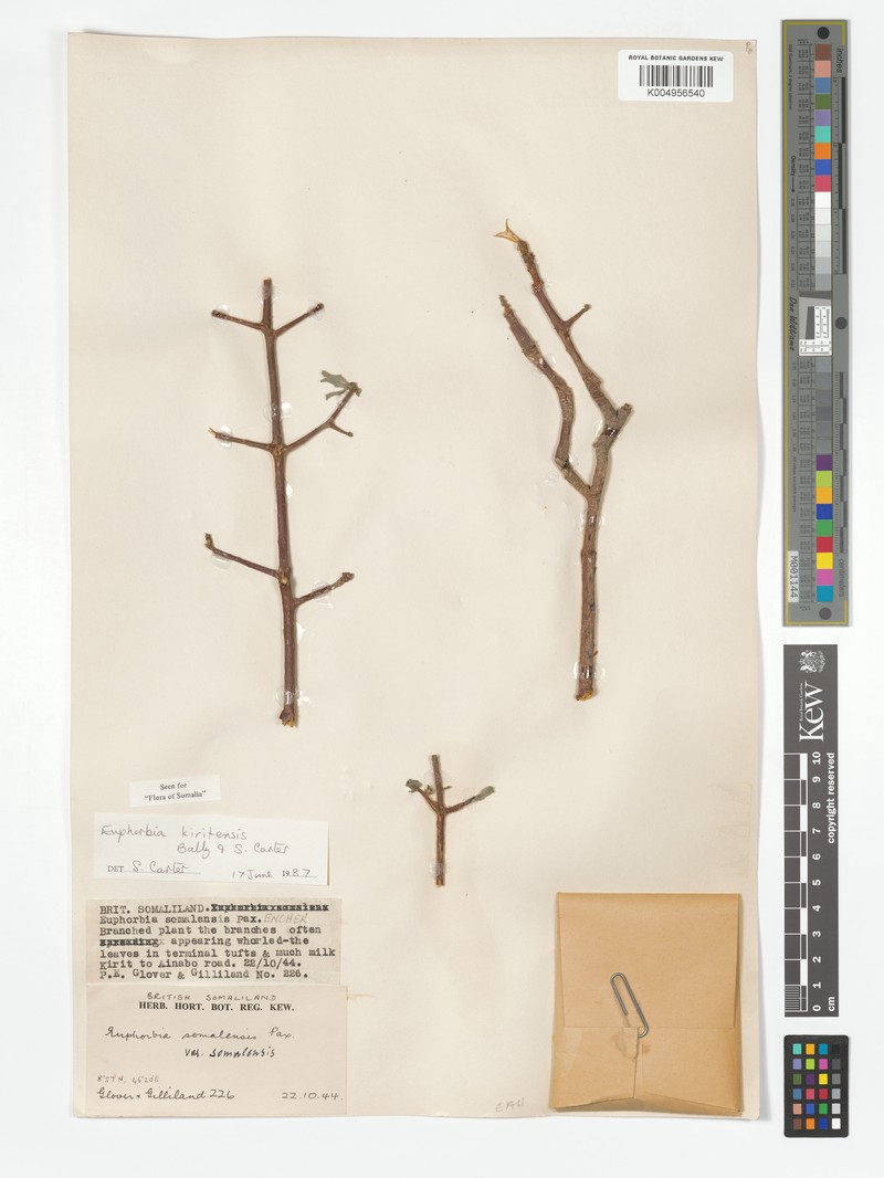 Euphorbia kiritensis photo 4