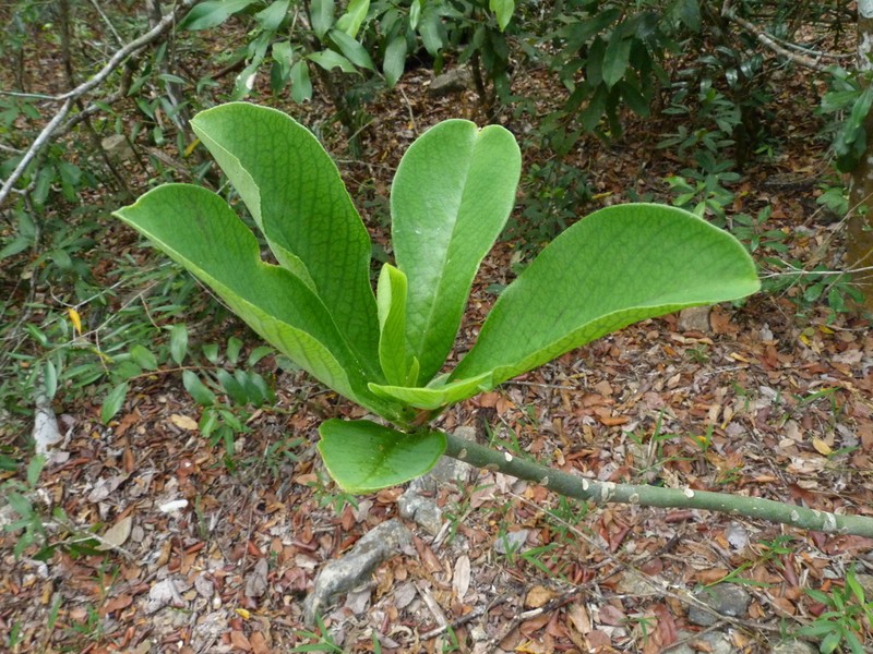 Euphorbia kirkii photo 3