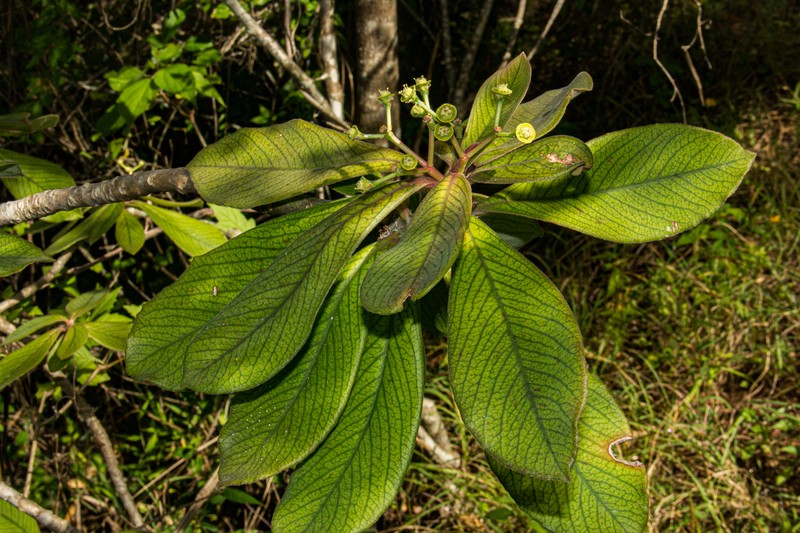 Euphorbia kirkii photo 4