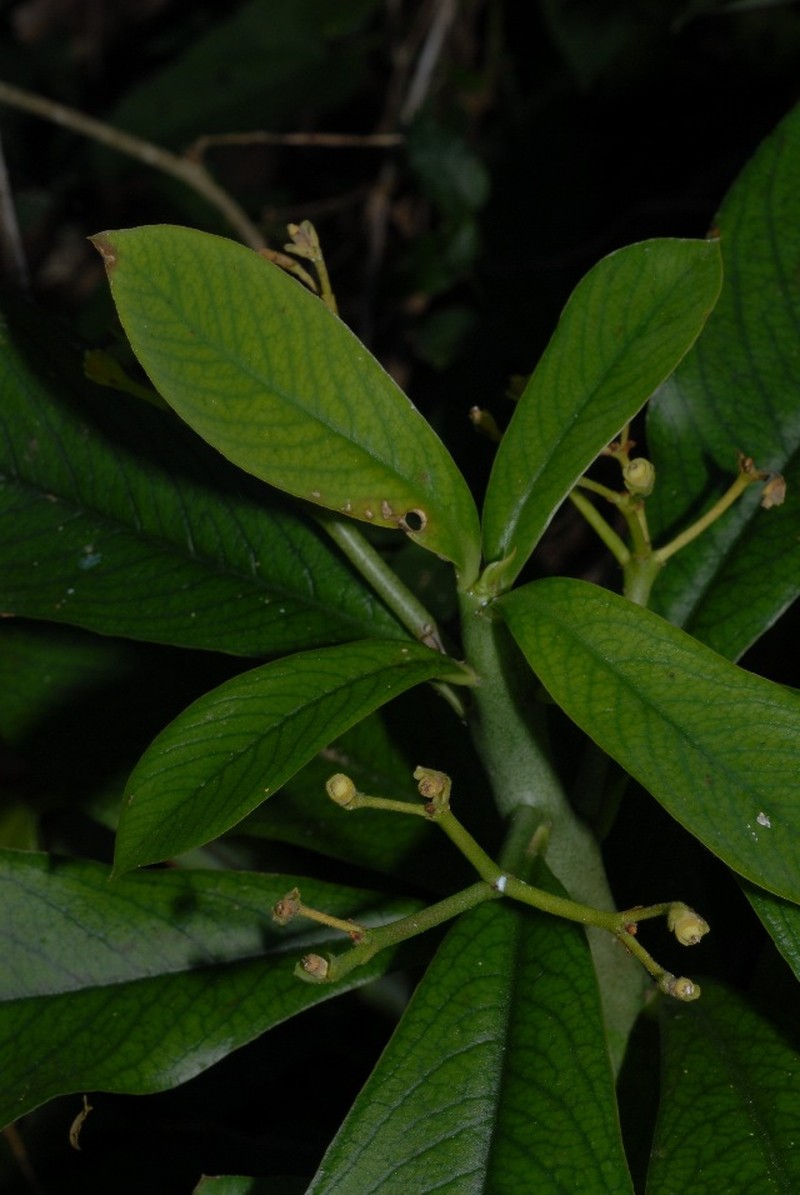 Euphorbia kirkii photo 6