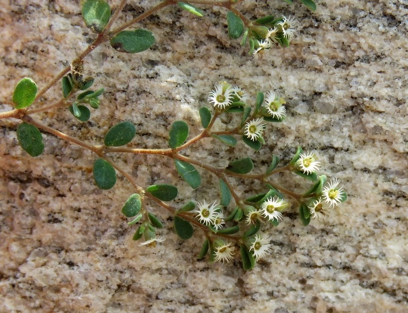 Euphorbia kischenensis