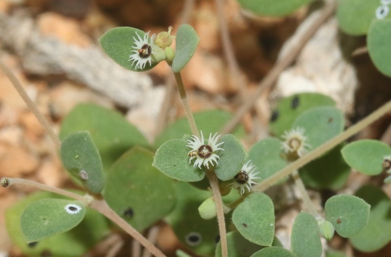 Euphorbia kischenensis photo 2