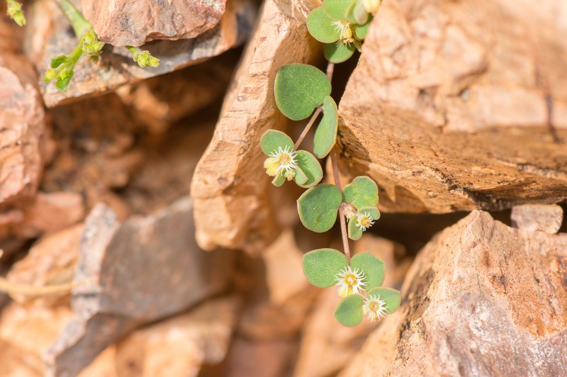 Euphorbia kischenensis photo 3