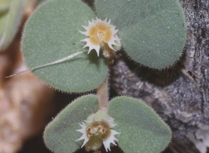 Euphorbia kischenensis photo 4
