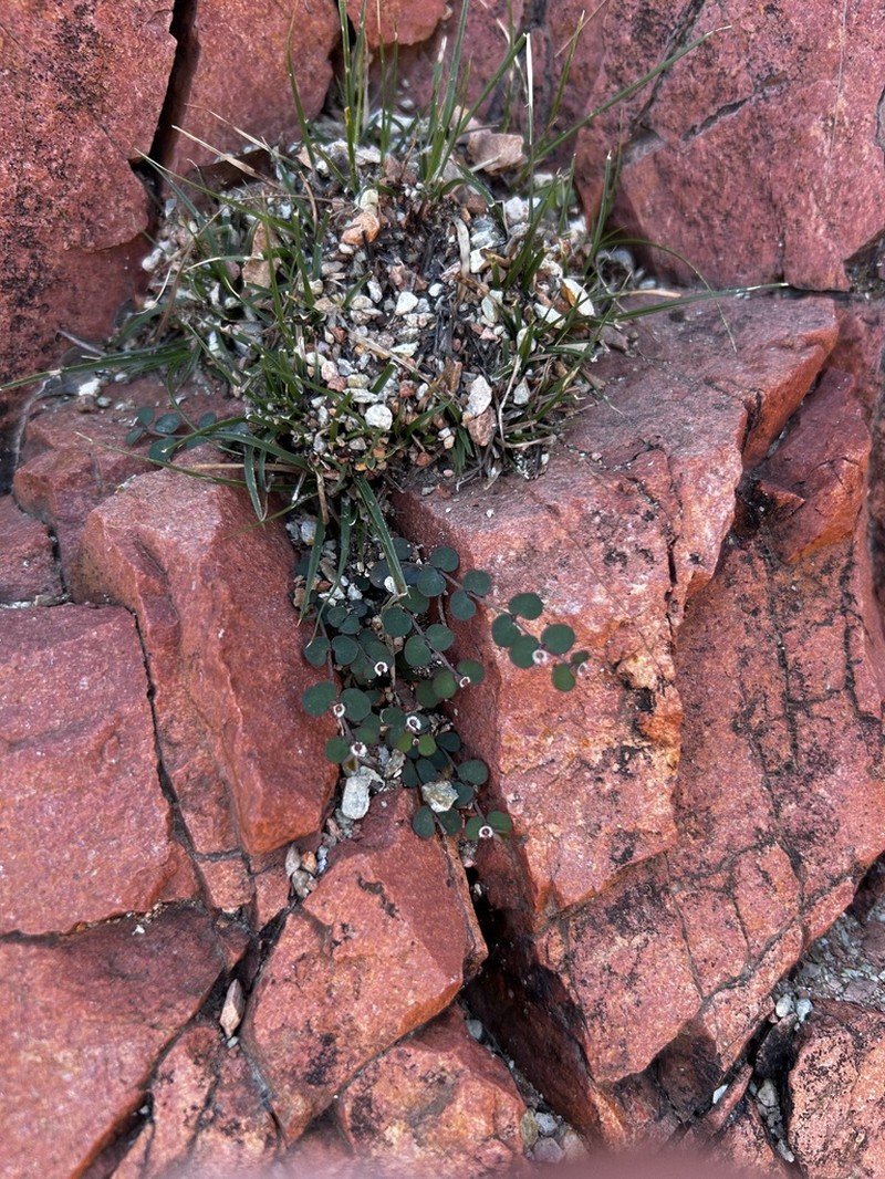 Euphorbia kischenensis photo 5