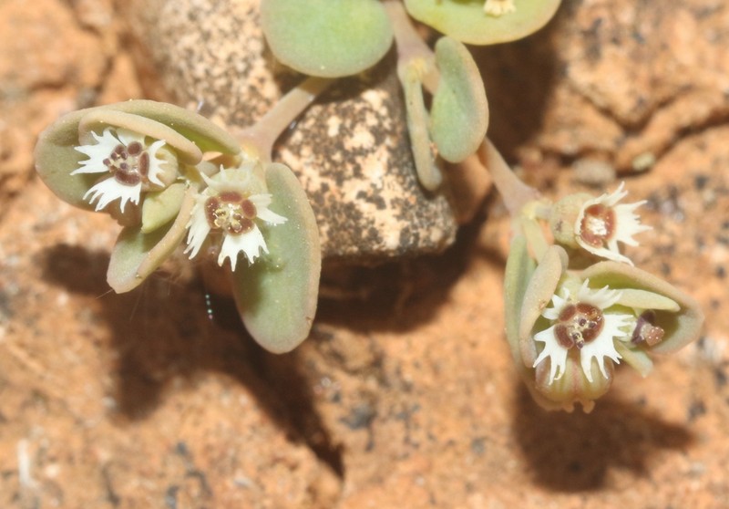 Euphorbia kischenensis photo 7