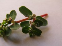 Euphorbia klotzschii