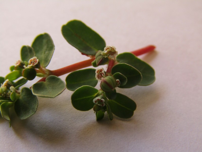 Euphorbia klotzschii