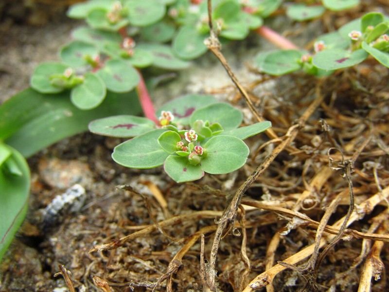 Euphorbia klotzschii photo 2