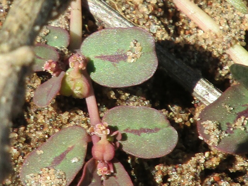 Euphorbia klotzschii photo 3