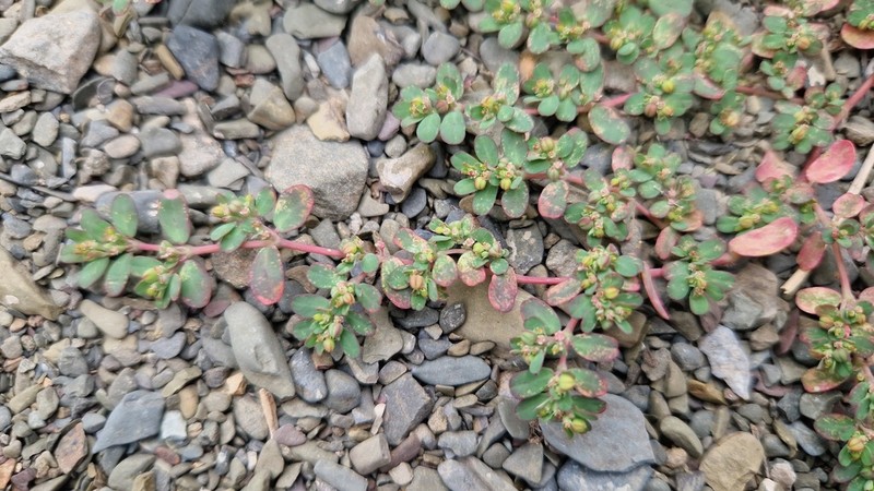 Euphorbia klotzschii photo 4