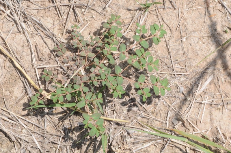 Euphorbia klotzschii photo 5