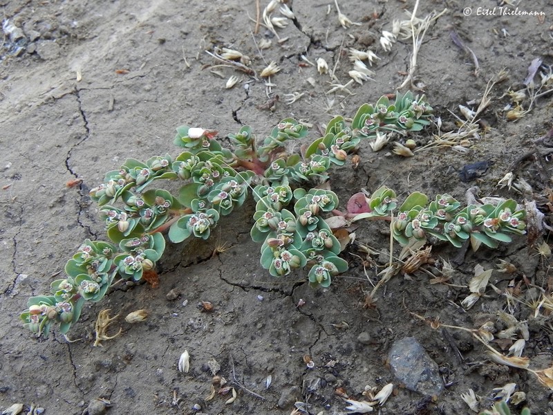 Euphorbia klotzschii photo 6