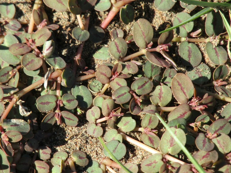 Euphorbia klotzschii photo 8