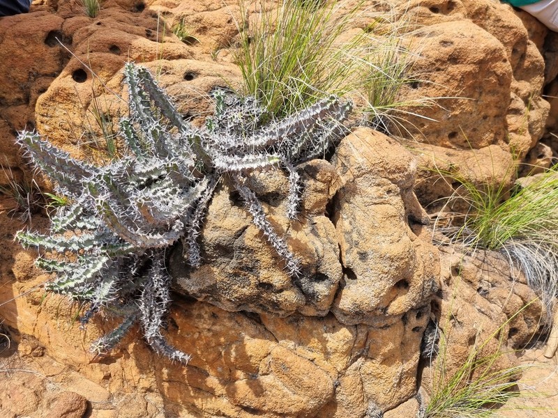 Euphorbia knobelii