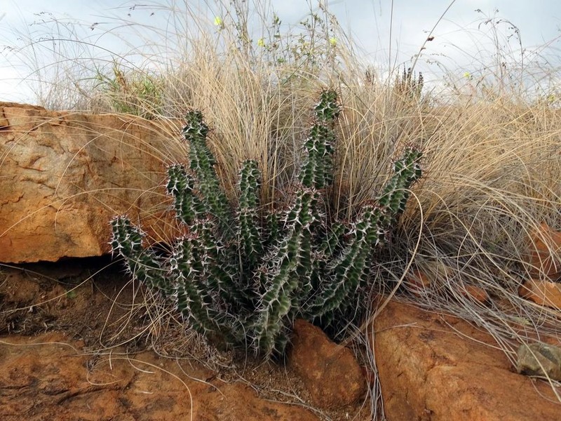 Euphorbia knobelii photo 2