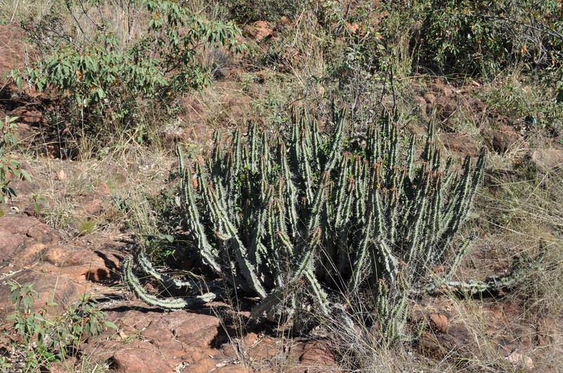Euphorbia knobelii photo 3