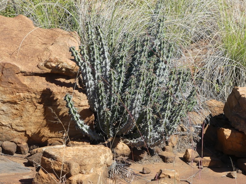 Euphorbia knobelii photo 4