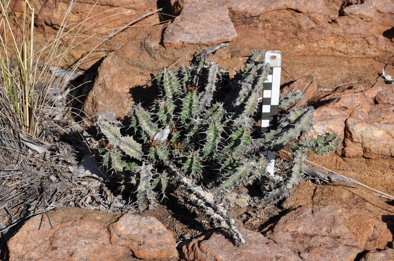 Euphorbia knobelii photo 5