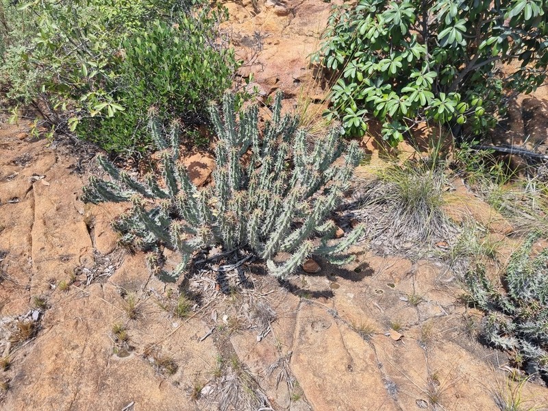 Euphorbia knobelii photo 6