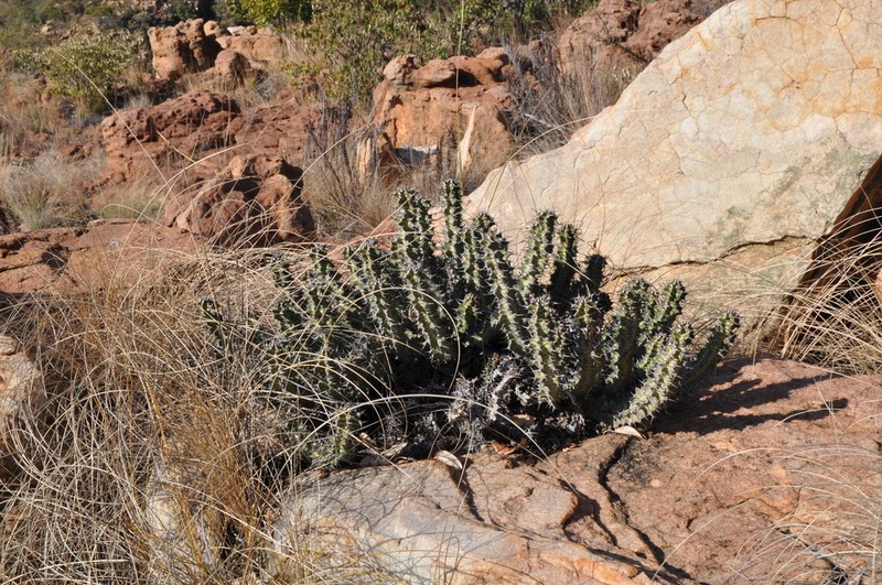 Euphorbia knobelii photo 7