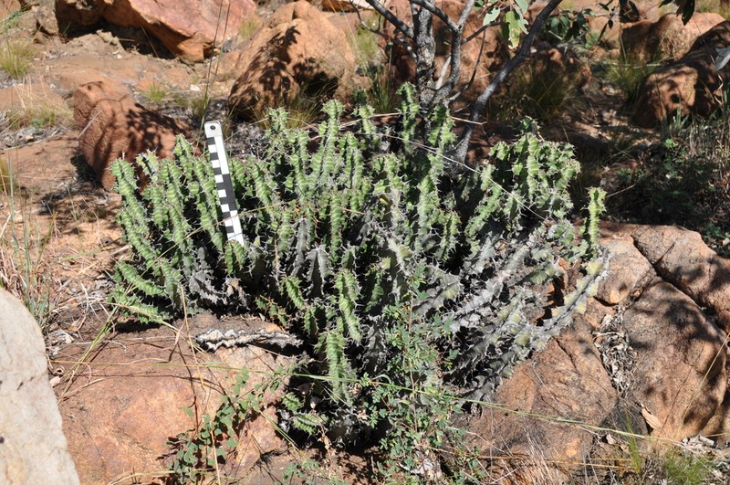 Euphorbia knobelii photo 8