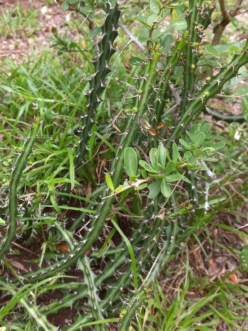 Euphorbia knuthii