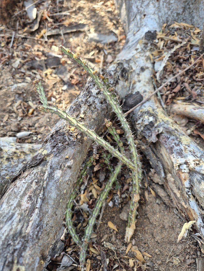 Euphorbia knuthii photo 2